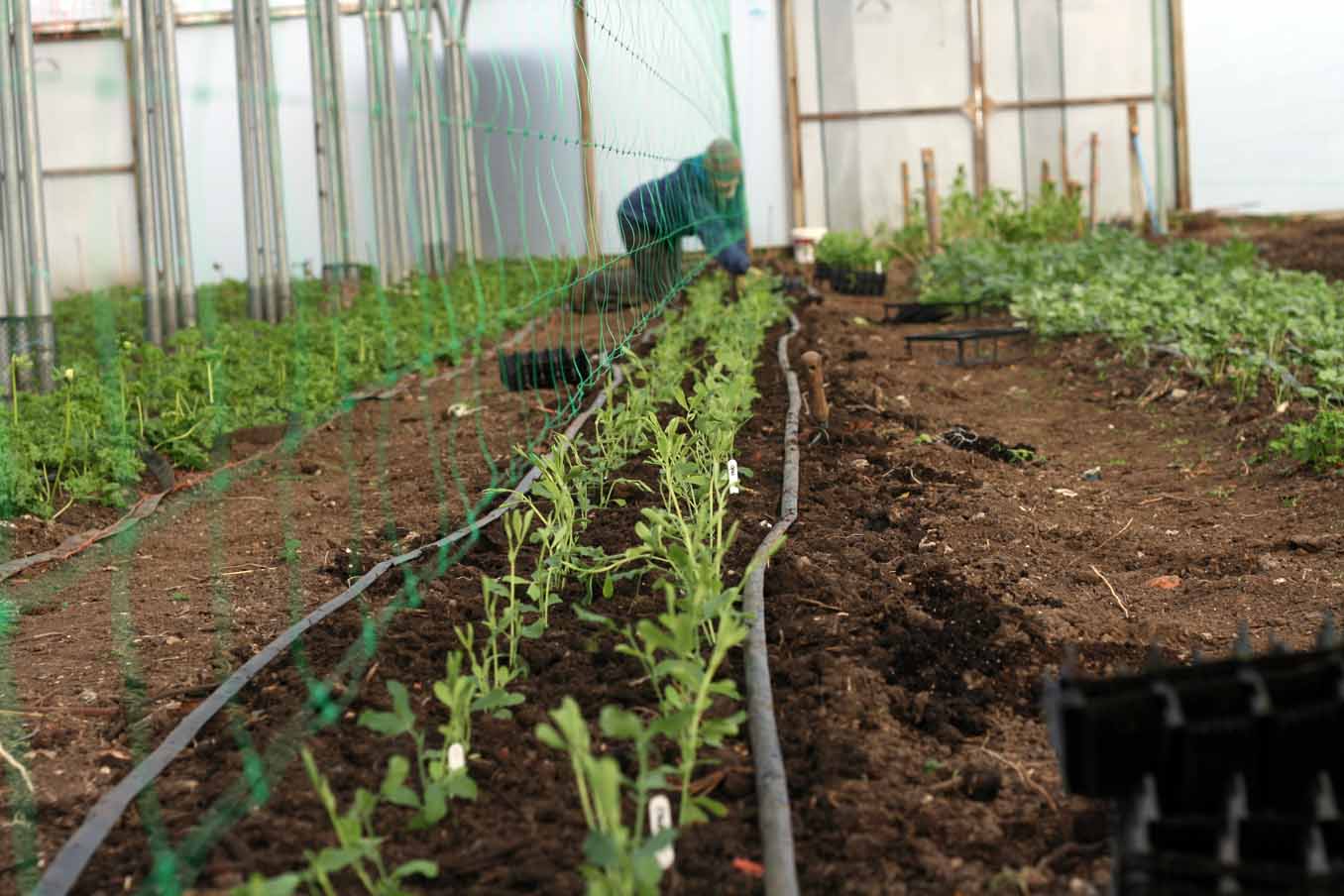 Flower Farming Masterclass - Spring - Image 7