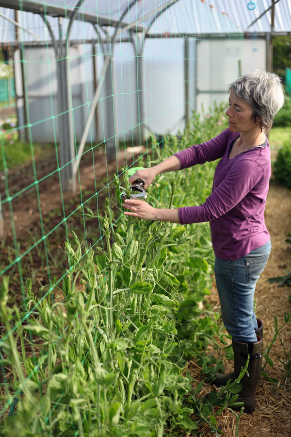 Sweet Pea Grow Along – Part 4