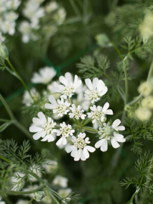 Orlaya grandiflora - White Lace Flower