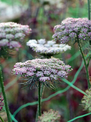Daucus carota - Wild carrot / Chocolate Lace flower