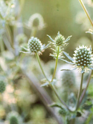 Eryngium planum 'Silver Salentino'