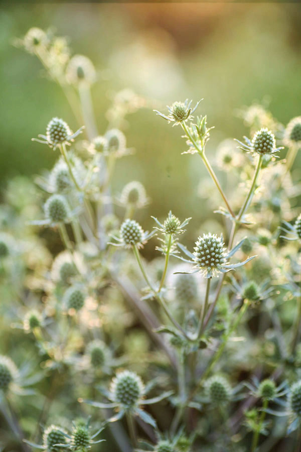 Eryngium planum 'Silver Salentino' - Image 2