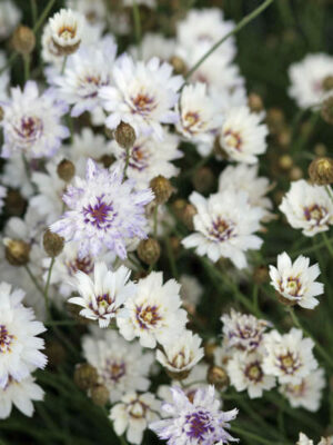 Catanache caerulea var. alba - White Cupid's Dart