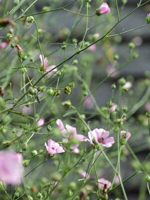 Althaea cannabina - Marsh Mallow