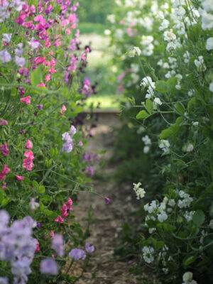 Lathyrus odoratus (Early flowering Sunshine Series) Burgundy & Blush Pink