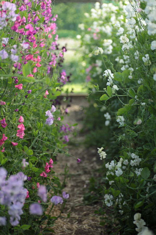 Lathyrus odoratus (Early flowering Sunshine Series) Burgundy & Blush Pink
