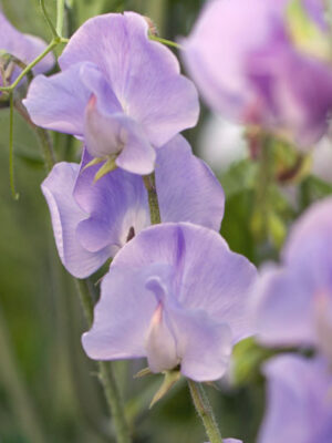 Early flowering Sweet Pea - Lilacs, lavender & mauve