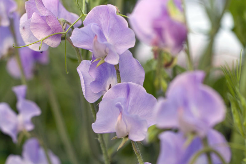 Early flowering Sweet Pea - Lilacs, lavender & mauve