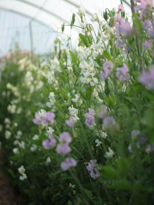 Lathyrus odoratus (Early flowering Sweet Pea) - Mixed
