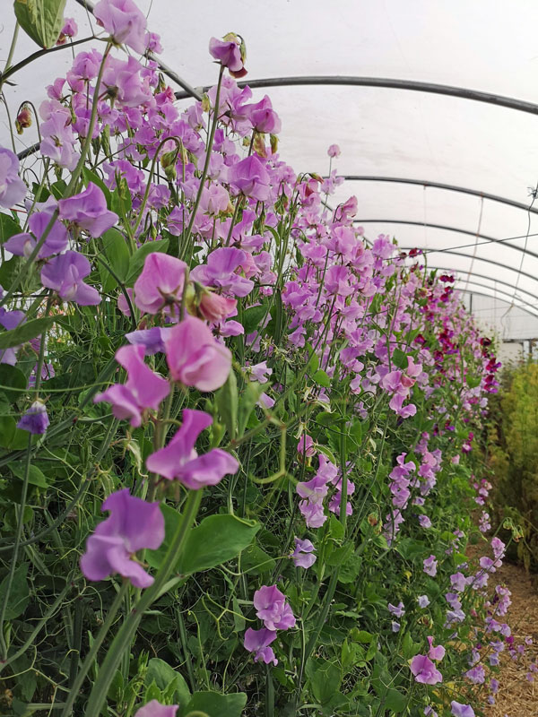 Early flowering Sweet Pea - Lilacs, lavender & mauve - Image 3