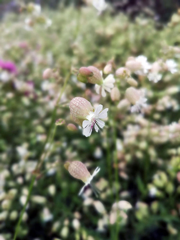 Silene vulgaris 'Blushing Lanterns' - Image 2