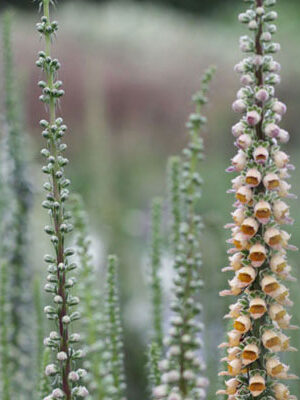 Digitalis ferruginea - Rusty foxglove