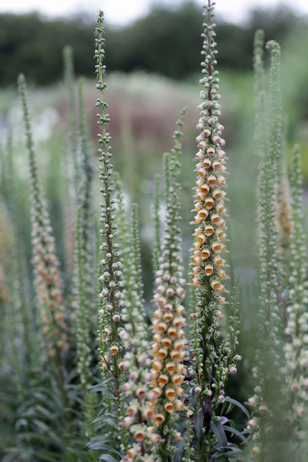 Digitalis parviflora - Milk Chocolate - Image 2