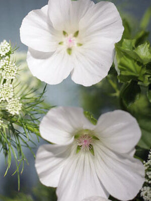 Malope trifida - White 'Alba'