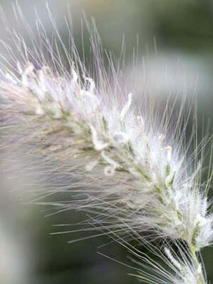 Pennisetum villosum - Feather Top Grass