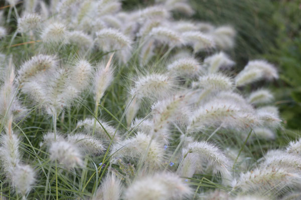 Pennisetum villosum - Feather Top Grass - Image 3