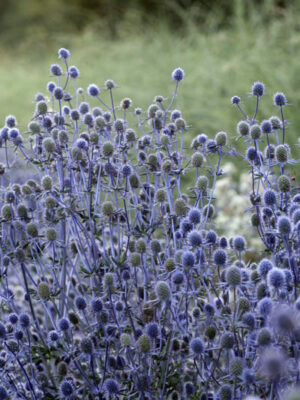 Eryngium planum 'Blue Glitter'
