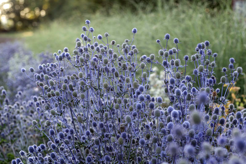 Eryngium planum 'Blue Glitter'