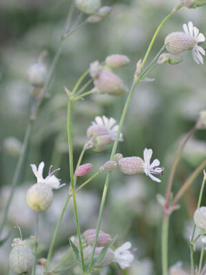 Silene vulgaris 'Blushing Lanterns'