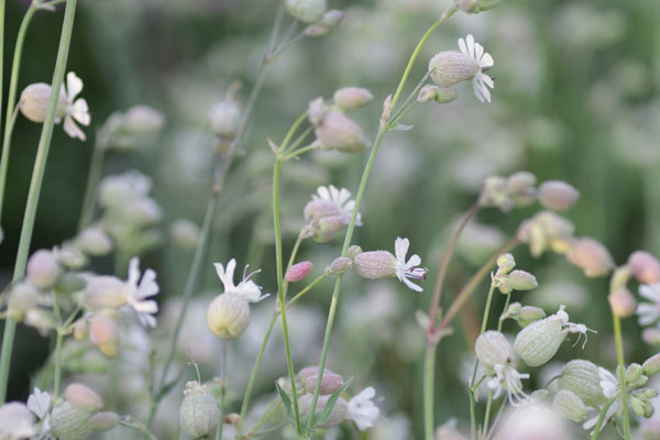 Silene vulgaris 'Blushing Lanterns'