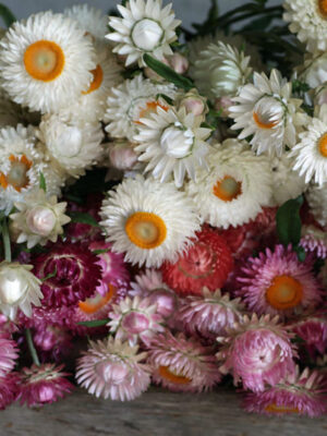 Helichrysum bracteatum 'G&G pastel mix'