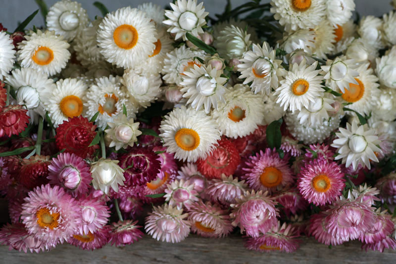 Helichrysum bracteatum 'G&G pastel mix'
