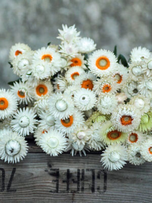 Half Hardy Annuals