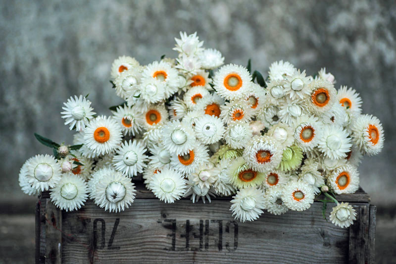 Helichrysum bracteatum 'G&G pastel mix' - Image 2
