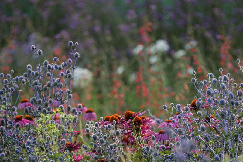 Eryngium planum 'Blue Glitter' - Image 2