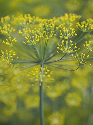 Anethum graveolens Florist's Dill