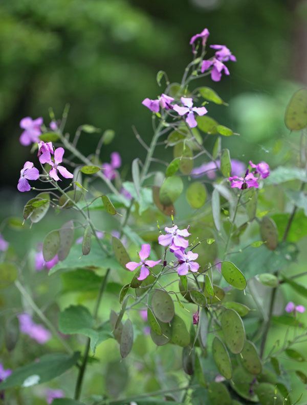 Lunaria annua ‘Corfu Blue’ - Honesty - Image 3
