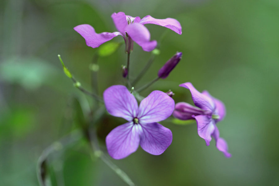 Lunaria annua ‘Corfu Blue’ - Honesty
