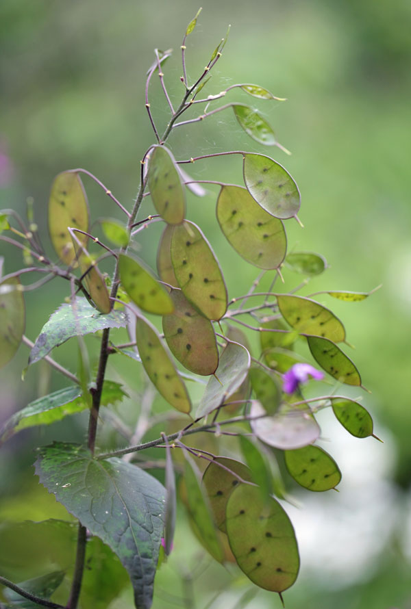 Lunaria annua ‘Corfu Blue’ - Honesty - Image 2