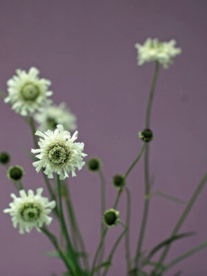 Cephalaria gigantea - Giant Scabious
