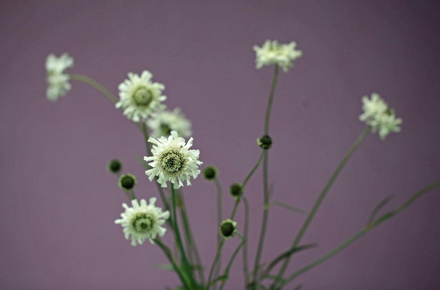 Cephalaria gigantea - Giant Scabious