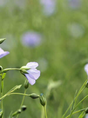 Linum usitatissimum - Bubble Flax