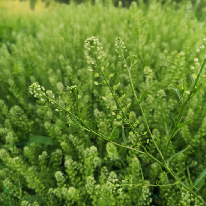 Lepidium setatum 'Emerald Beads' - Image 2