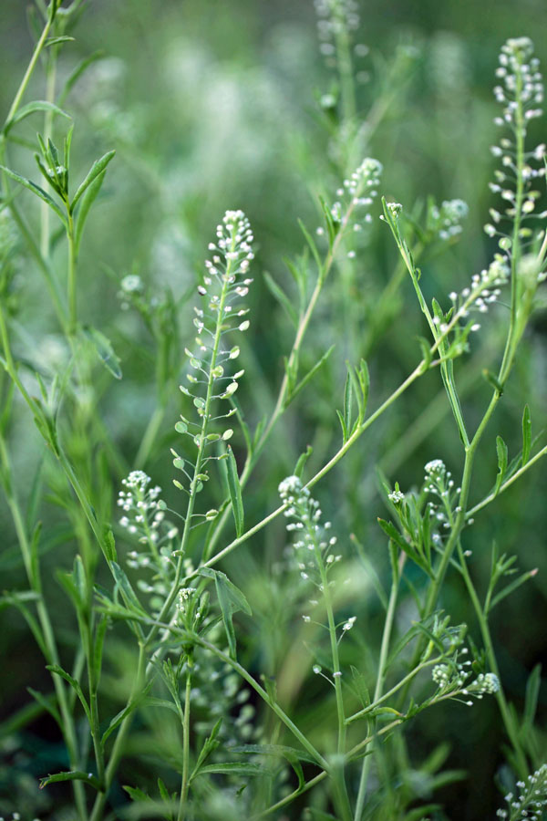 Lepidium setatum 'Emerald Beads' - Image 3