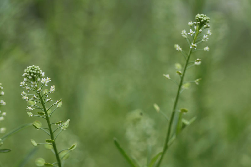 Lepidium setatum 'Emerald Beads'