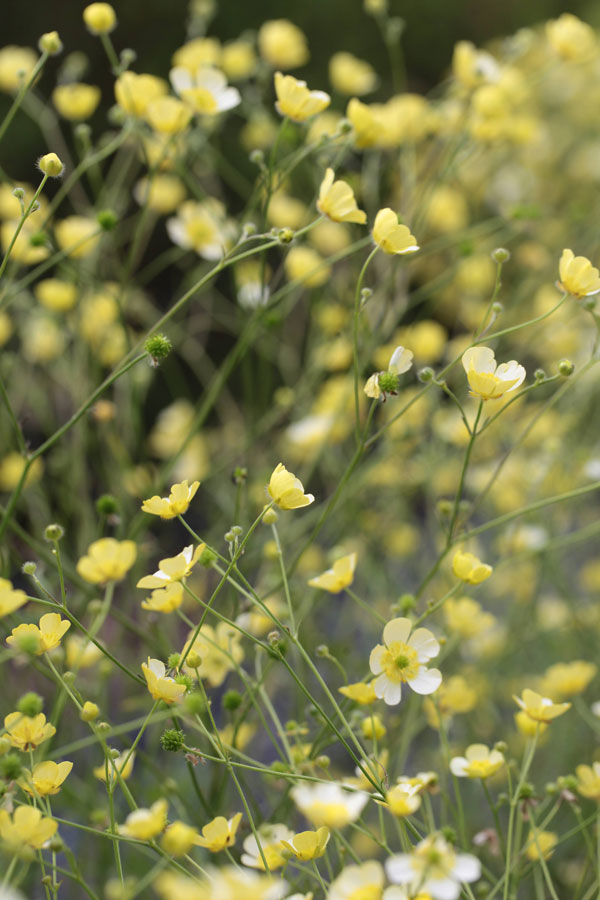 Ranunculus acris - 'Citrinus' - Image 2