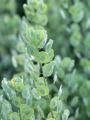 Thlaspi arvense - Pennycress