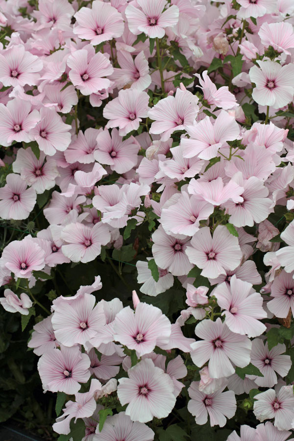Lavatera trimestris ' Pink Regis' - Image 2