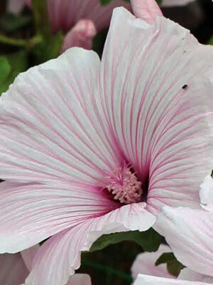 Lavatera trimestris ' Pink Regis'