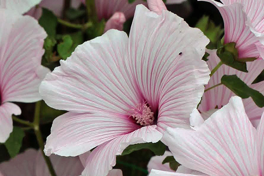 Lavatera trimestris ' Pink Regis'