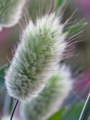 Lagurus ovatus - Hare's Tails (Tall)