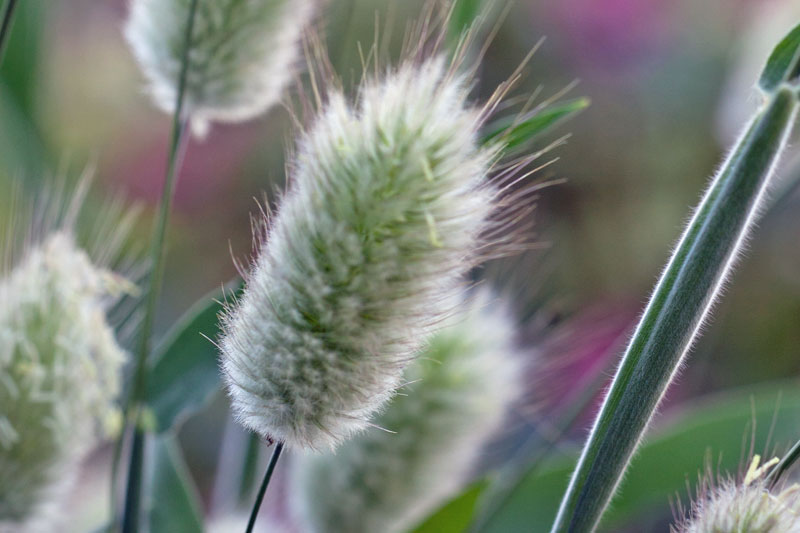 Lagurus ovatus - Hare's Tails (Tall)