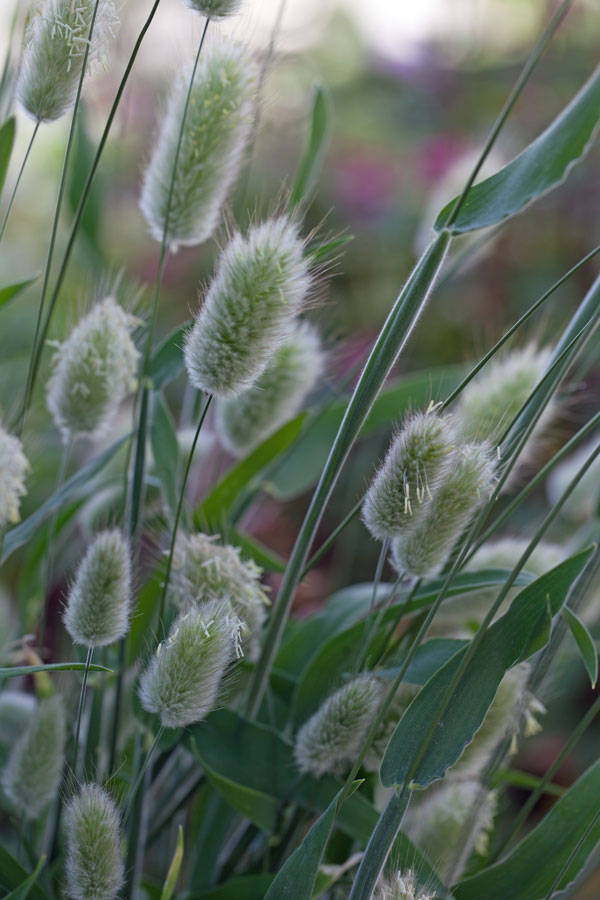 Lagurus ovatus - Hare's Tails (Tall) - Image 2