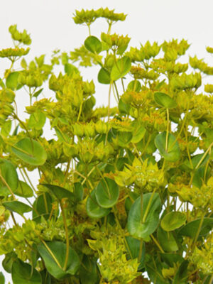 Bupleurum rotundifolium 'Griffithii'