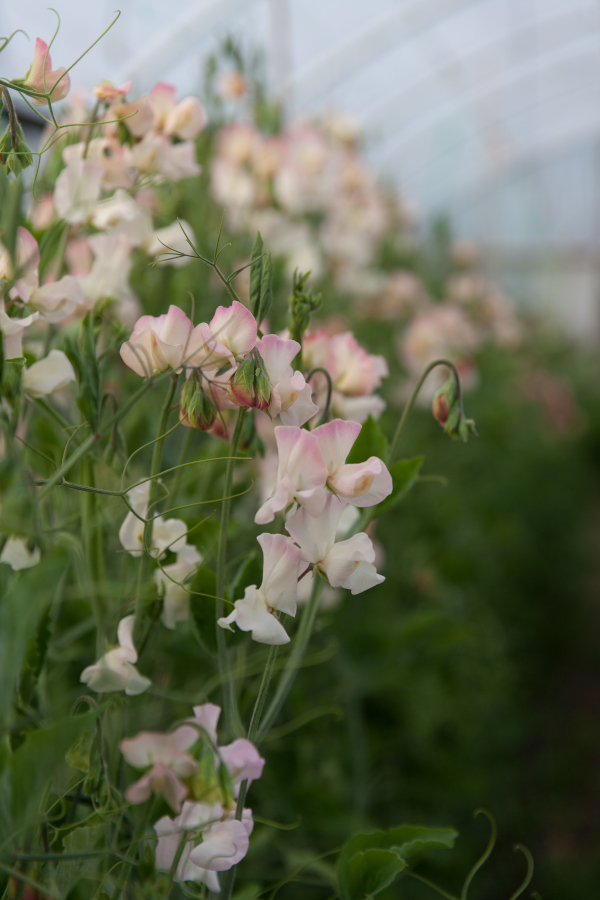 Lathyrus odoratus (Early flowering Sunshine Series) Burgundy & Blush Pink - Image 2