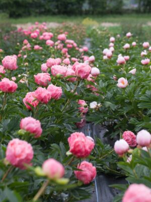 Garden to Vase - Peonies